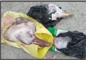 عزم راسخ محیط‌بانان مازندران؛ کشفیات نوروزی از دام و سلاح تا لاشه حیوانات وحشی