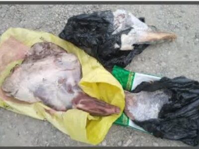 عزم راسخ محیط‌بانان مازندران؛ کشفیات نوروزی از دام و سلاح تا لاشه حیوانات وحشی