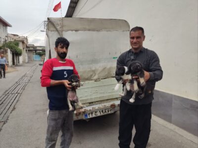 کنترل سگ‌های بلاصاحب بدون همکاری روستاهای اطراف ممکن نیست